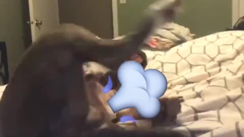 Dog casually farts for the camera