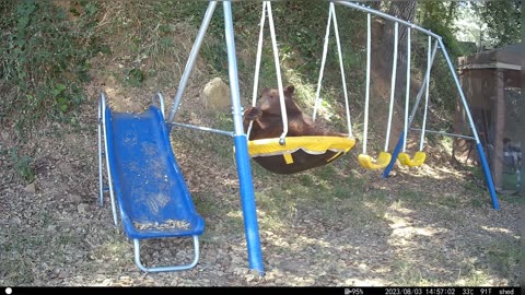 Black Bear Loves To Swing