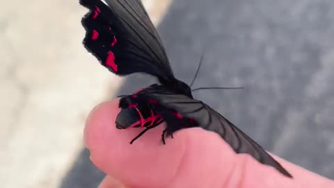 Mock Swallowtail Butterfly Moth