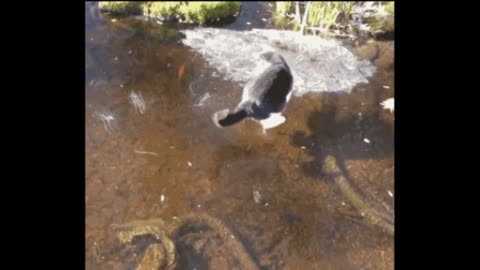 Gif video of cat catching fish in frozen lake