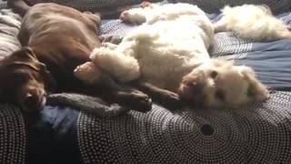 Brown and white dog laying in bed simultaneously yawn same time