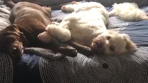 Brown and white dog laying in bed simultaneously yawn same time