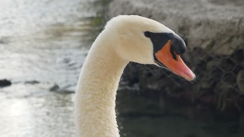 The head and neck of a swan