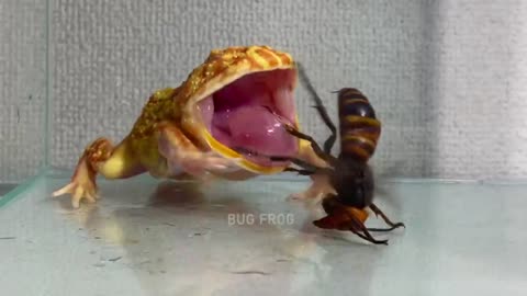 Queen of the giant hornet / Pacman frog , African bullfrog【LIVE FEEDING】