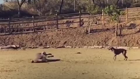 Great Dane Dog Befriends Wild Horses | The Dodo
