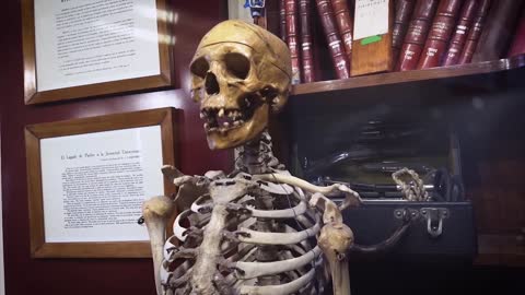 Human anatomy of the human skeleton