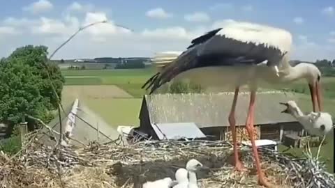 Stork sacrifices one of her chicks to increase the survival chances of her other offspring