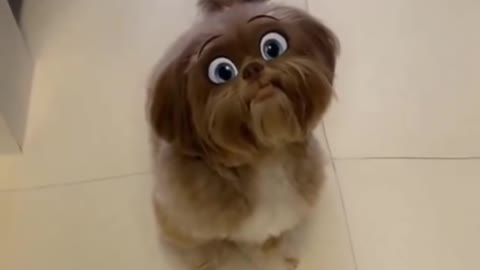 Dog with Snapchat Filters Cute Shitzu