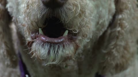 A dog's mouth barks in closeup slow motion, showing teeth and inside mouth