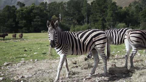 Zebra Gazing To Drone & Gave Spectacular Footage Like A Professional Model