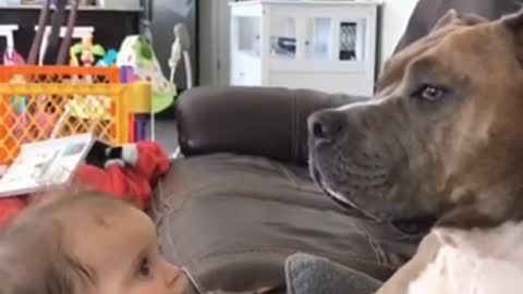 Baby and Dog Videos Funniest