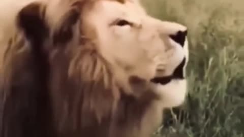 Funny lion.lion is sing.