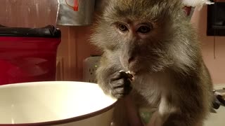 New Year's Monkey Celebrates With A Shot, Popcorn, Loud Scream, & Bubble Bath