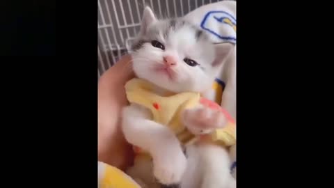 Cute and adorable kitten, baby Cats