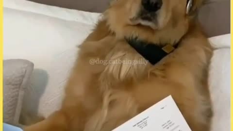 dog attending zoom class. must watch !!!!