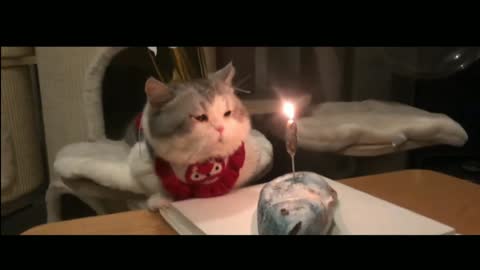 Munchkin Kitty Gets Fish Cake On Birthday_1080p