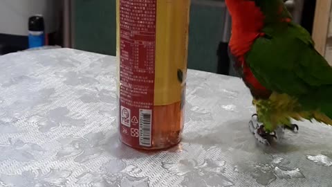 Dancing Bird Loves Its Bottle