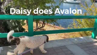 Daisy does Avalon