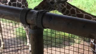 Baby giraffe at zoo