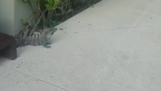 Iguana hanging out