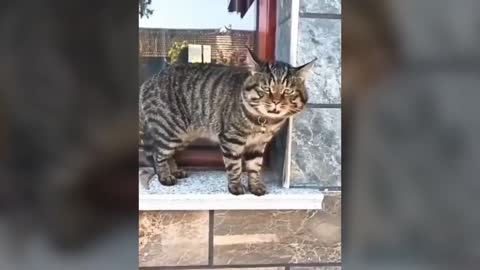 Cats talking better than hooman!