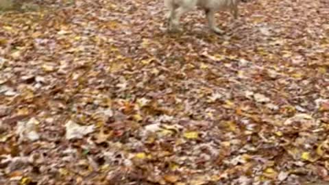 Polar bear and a leaf blower