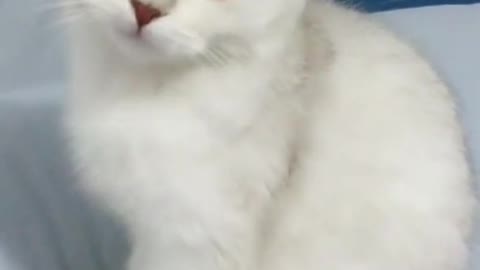 White fur Cute CAT Innocence