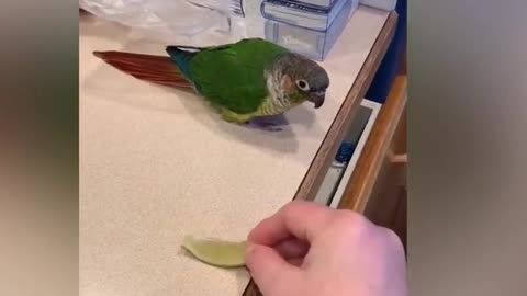 Funny, intelligent parrot, look what he did