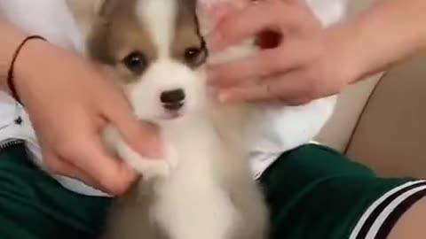 Puppy Dancing <3