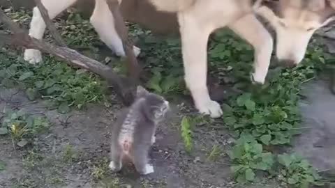 Kitty vs dog