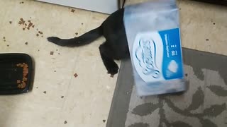 Kitty gets his head stuck in a tissue box!