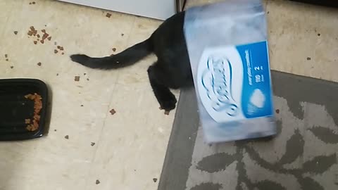 Kitty gets his head stuck in a tissue box!