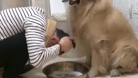 Funny Cats and Dogs