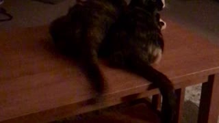 Mama cat and kitten synchronized tail wagging