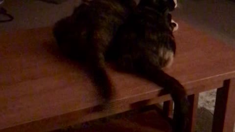 Mama cat and kitten synchronized tail wagging