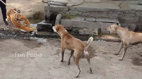 Fake tiger prank to dogs funny reaction😂😂