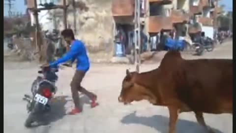 Human invasion denied by the cow