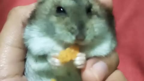 My hamster eating snack laziest possible way.