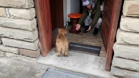 Abandoned Puppy Followed Us Home And We Let Him InPawMeow