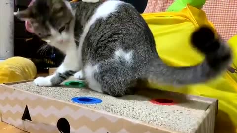 A cat locks a mouse inside a box