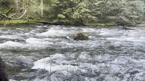 Roaring Rainforest River – Wild & Scenic Salmon River – Mount Hood – 4K