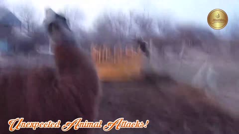 Wild creatures- Unexpected Animal Attacks