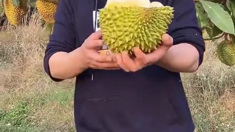 Farm Fresh Ninja Fruit Cutting Desi Satisfying Fruit Ninja Fruit Ideas | Amazing Fruits Video