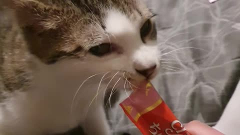 Cat's Snack time