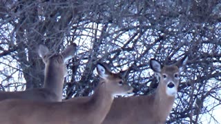 White-tailed deer