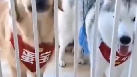 Watch these smart dogs. They are doing best job.