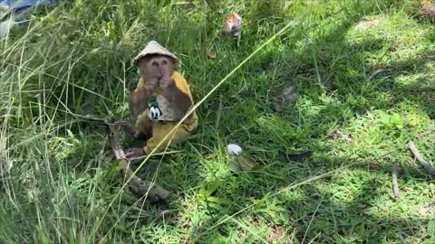 Infant monkey fishing..
