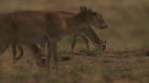 The Saiga Antelope | Stock Videos | Animals | Endangered