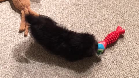 Puppy plays with toys for the first time