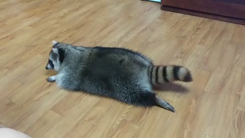 Raccoon pulls off impressive turtle impersonation